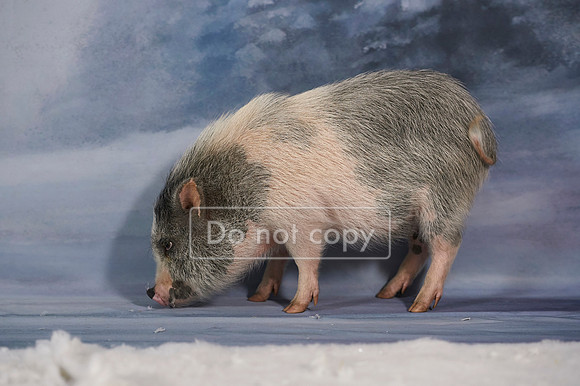 _SNN6145