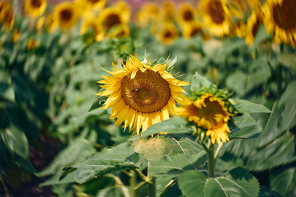 058_A7D8605